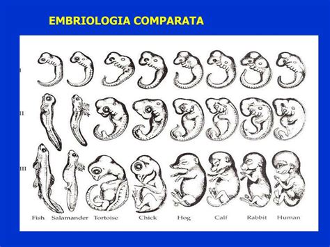Sviluppo embrionale comparato di vertebrati