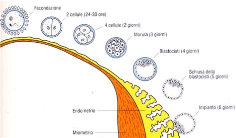 Segmentazione di un embrione