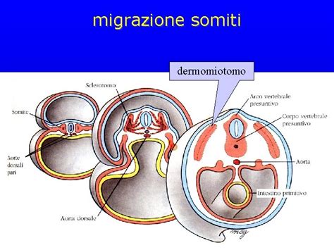 Formazione dei somiti e loro differenziazione