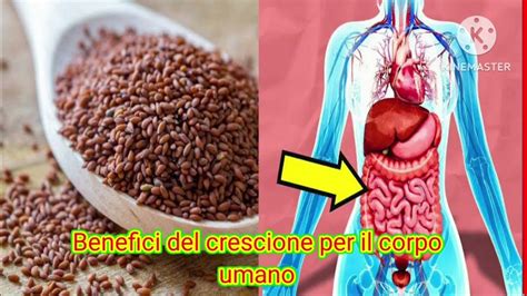 Benefici del mais per il corpo umano