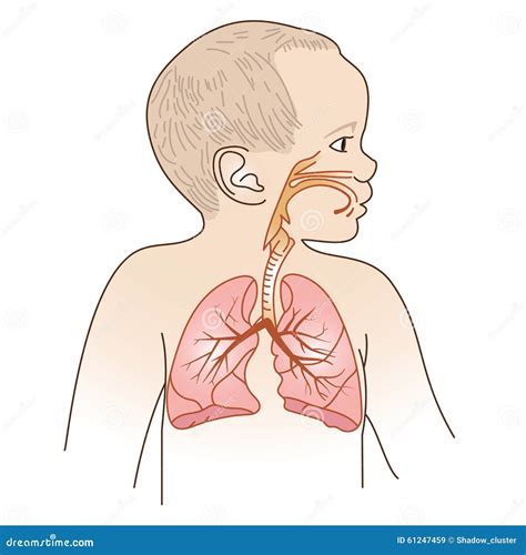 Illustrazione delle vie respiratorie di un bambino