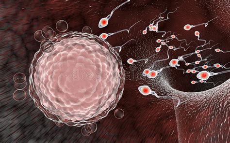 Fecondazione ovulo spermatozoo