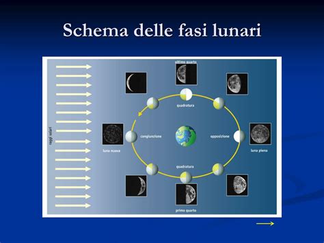 Schema delle fasi della FIVET