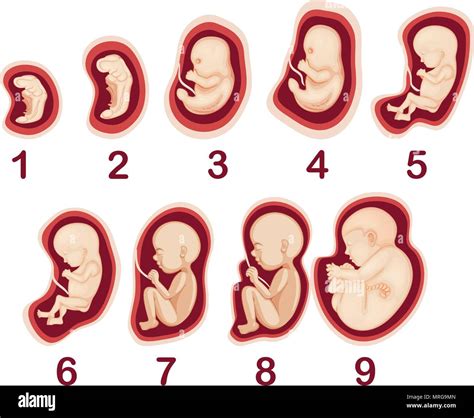 Illustrazione di un embrione all'interno dell'utero
