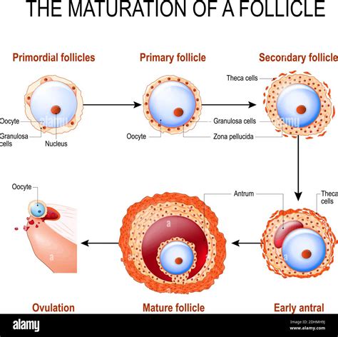 struttura del follicolo ovarico