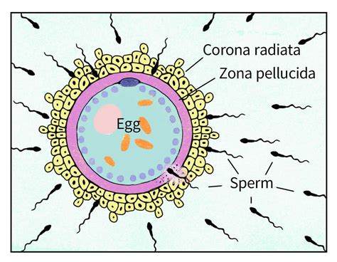 illustrazione grafica dell'ovocita con corona radiata e zona pellucida