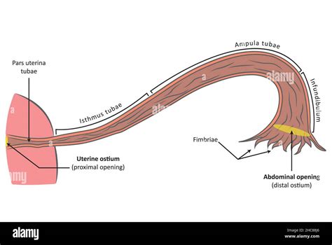 Anatomia delle tube di Falloppio con fimbrie