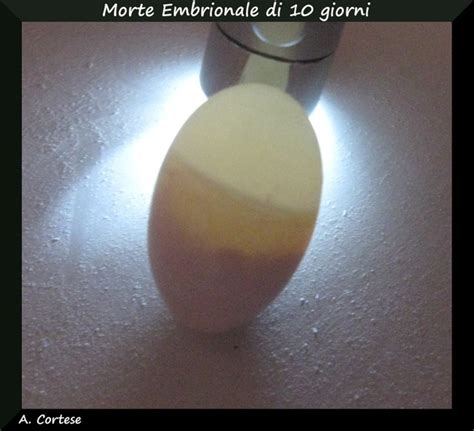 Speratura dell'uovo per identificare l'embrione