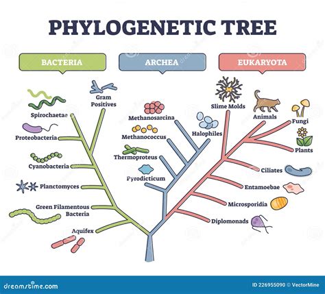 Albero filogenetico della partenogenesi