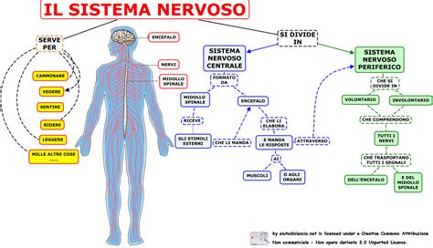 Schema del sistema nervoso con enfasi sulla mielinizzazione