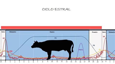 Diagramma del ciclo estrale bovino con indicatori di calore