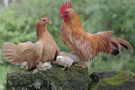 illustrazione di una gallina e un gallo in un pollaio