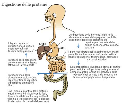 Diagramma che spiega il processo di digestione delle proteine Optipro nel sistema del neonato