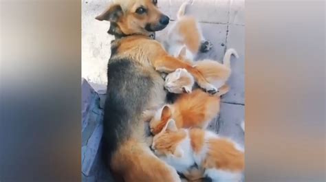 Cagnolina che allatta gattini