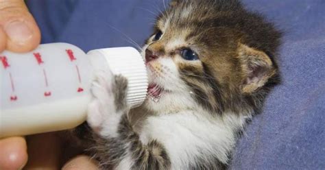 Gattini che bevono latte artificiale da una siringa