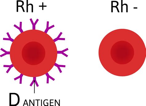 Struttura del globulo rosso con antigene Rh