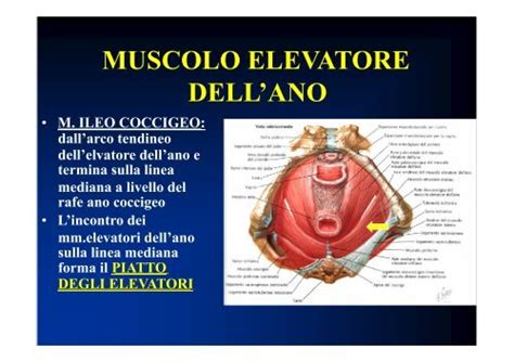 Diagramma dei muscoli pelvici e del muscolo elevatore dell'ano