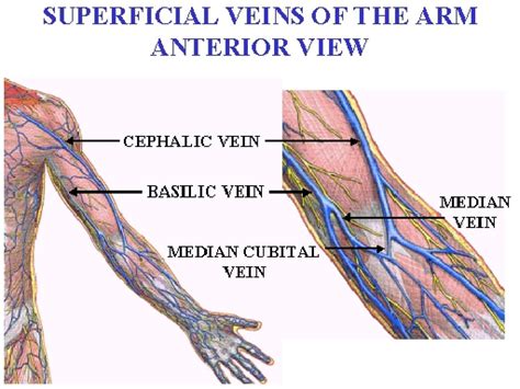 Anatomia delle vene pelviche femminili