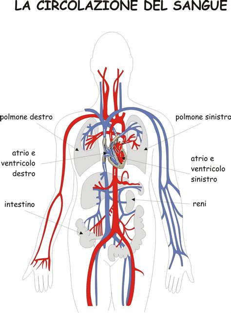 Schema della circolazione venosa pelvica e il meccanismo del ristagno