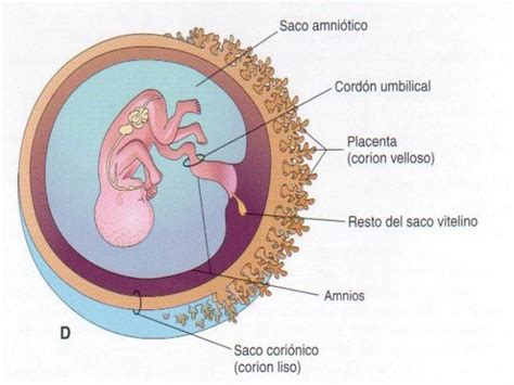 rappresentazione del feto all'interno del sacco amniotico con liquido amniotico