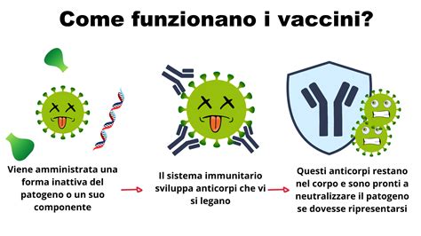 schema del funzionamento del vaccino acellulare