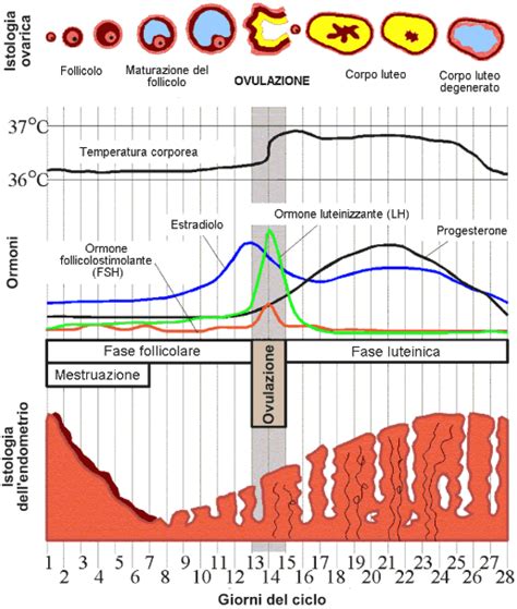 Diagramma che mostra le diverse localizzazioni dell'endometriosi nel corpo femminile