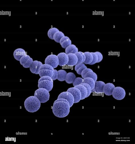 Streptococco al microscopio