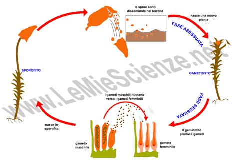 schema cicli riproduzione assistita