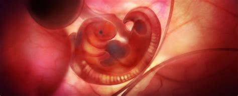 feto canino in utero