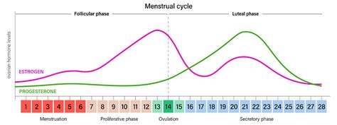 Grafico dei livelli ormonali durante l'ovulazione