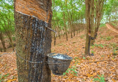 rappresentazione stilizzata dell'albero Hevea e della raccolta della linfa per la produzione di gomma naturale