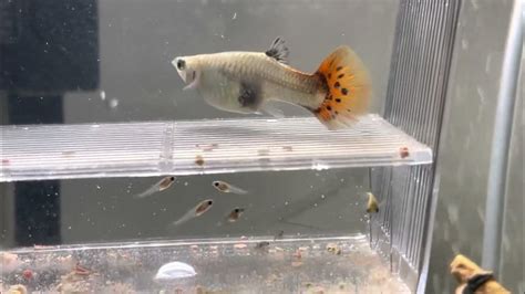 Pesci vivipari: guppy