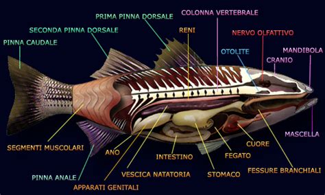 Anatomia interna di un pesce osseo