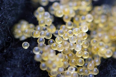 Variazioni dimensionali delle uova di pesce