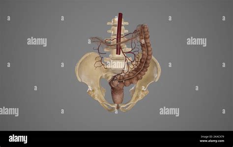 Illustrazione schematica dell'anatomia dell'arteria uterina e dei suoi rami