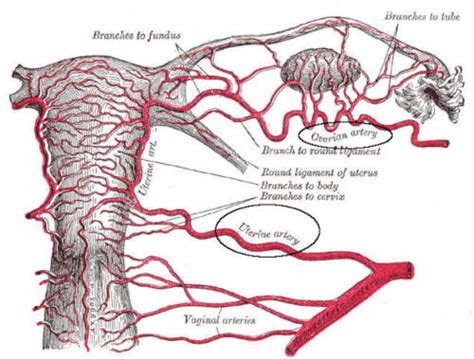 Rappresentazione dei rami arteriosi che irrorano l'utero e le ovaie, inclusa l'arteria uterina e l'arteria ovarica