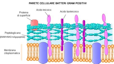 Struttura della parete cellulare batterica