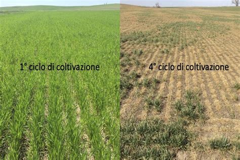 rappresentazione stilizzata di un terreno rigoglioso e produttivo in una valle agricola