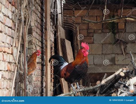 Gallina con gallo in un cortile
