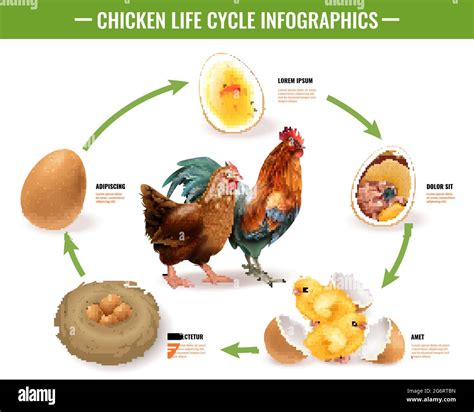 Infografica: Ciclo di vita dell'uovo di gallina