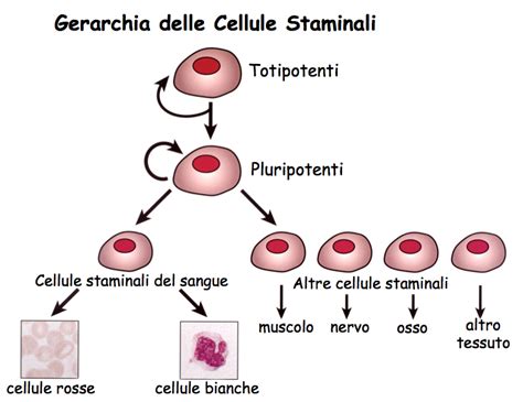 rappresentazione schematica delle cellule staminali emopoietiche