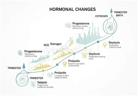 Hormonal changes influencing digestion during pregnancy