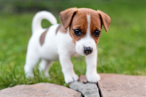 cucciolo di jack russell terrier che esplora l'ambiente domestico