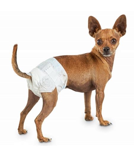 cane con pannolino confortevole