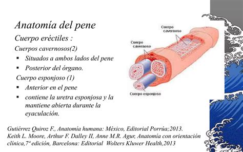 Anatomia del pene infantile