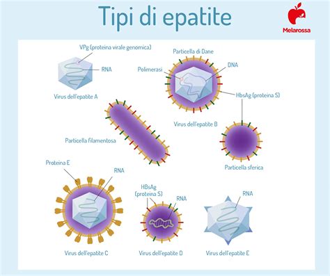 Tipi di Epatite Virale e Gravidanza