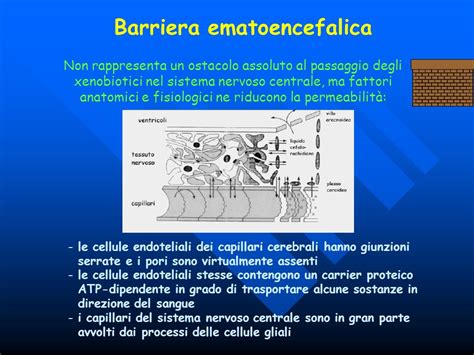 Passaggio Farmaci Barriera Placentare