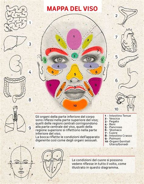 rappresentazione grafica delle zone del volto maggiormente interessate dal melasma