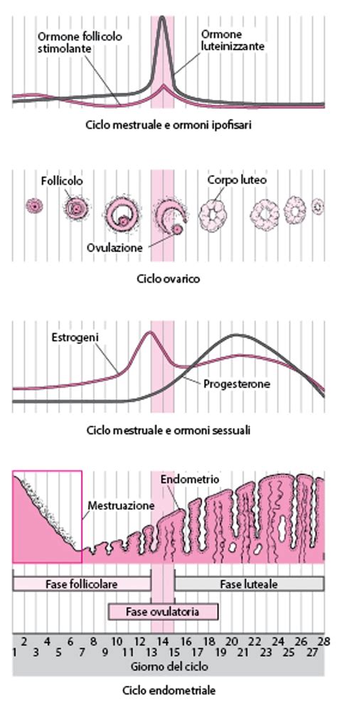 schema grafico del funzionamento del monitor di fertilità e fasi ormonali