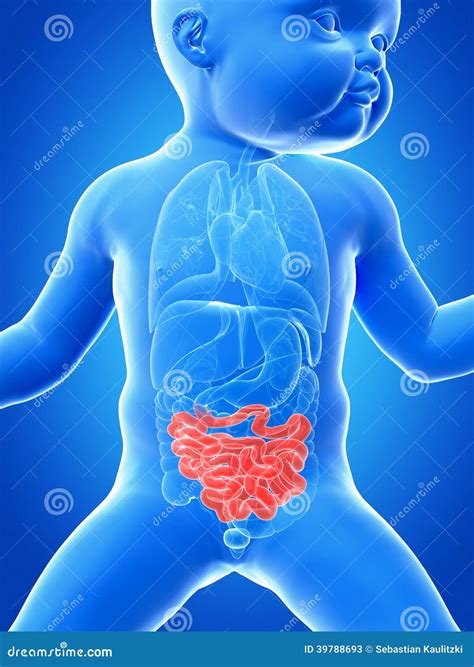 Intestino del neonato